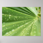 Palm Frond Poster (Voorkant)