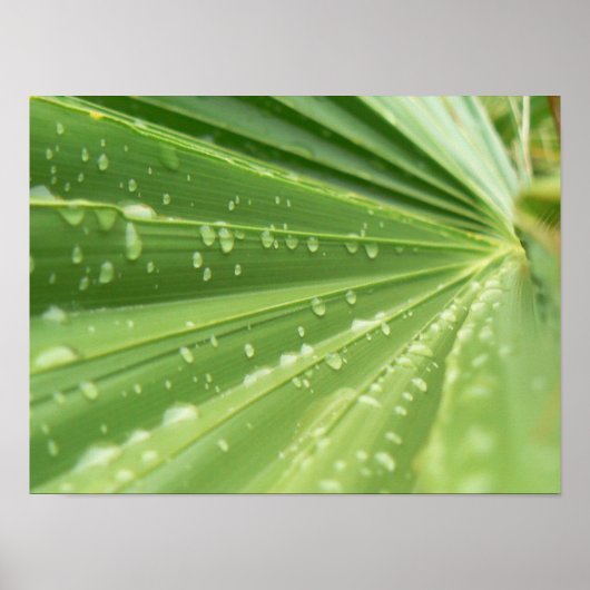 Palm Frond Poster (Voorkant)