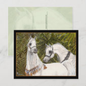 Palm Grove Arabian horse briefkaart (Voorkant / Achterkant)