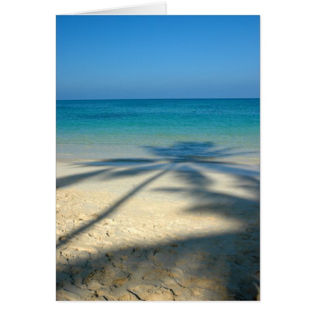 Palm, Lanikai Beach (Voorkant)