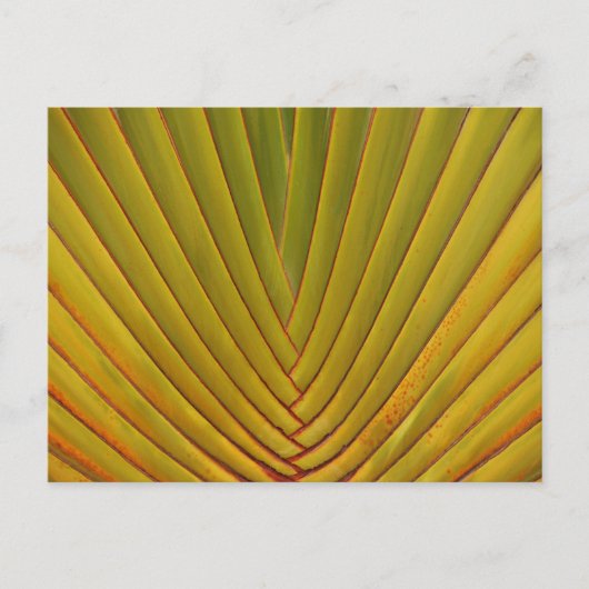 Palm Leaf Briefkaart (Voorkant)