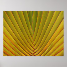 Palm Leaf