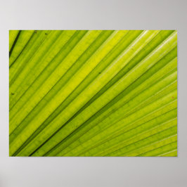 Palm Leaf Poster