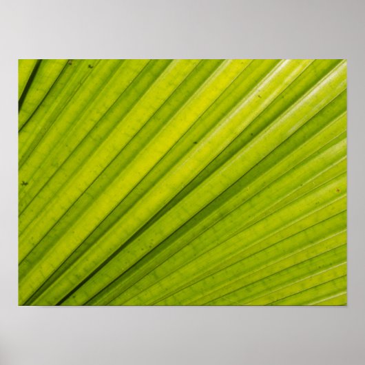 Palm Leaf Poster (Voorkant)