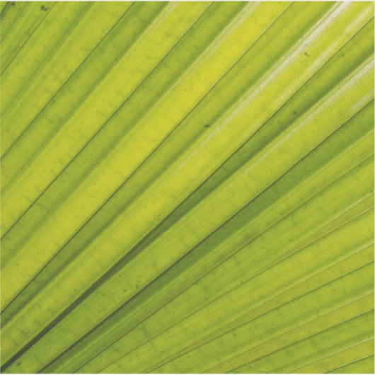 Palm Leaf Sticker (Voorkant)