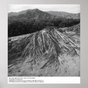 Palm Leaves nabij Palm Desert door Ansel Adams Poster