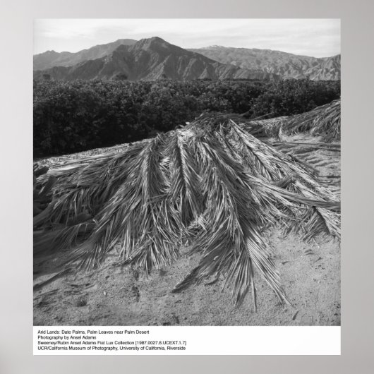 Palm Leaves nabij Palm Desert door Ansel Adams Poster (Voorkant)
