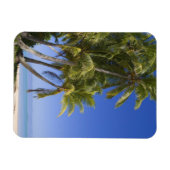 Palm omzoomd strand Cook Eilanden 3 Magneet (Horizontaal)