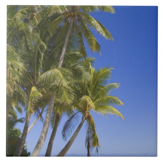 Palm omzoomd strand Cook Eilanden 3 Tegeltje (Voorkant)