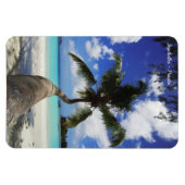 Palm op het eiland Seychellen, Praslin Magneet (Horizontaal)