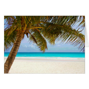 Palm Paradise Blue Sky Sunshine