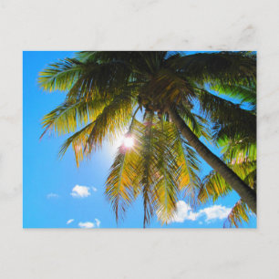 Palm Paradise Blue Sky Sunshine Briefkaart