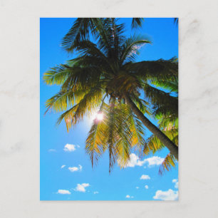 Palm Paradise Blue Sky Sunshine Briefkaart