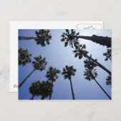 Palm Tree California Santa Barbara Briefkaart (Voorkant / Achterkant)