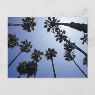 Palm Tree California Santa Barbara Briefkaart