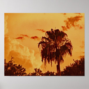 Palm Tree Golden Hour Poster