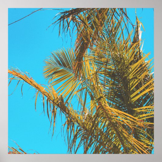 Palm Tree Leaves Turquoise Sky Poster (Voorkant)