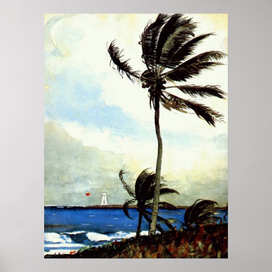 Palm Tree-Nassau Poster (Voorkant)