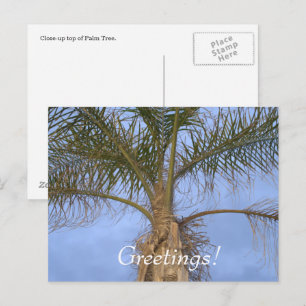Palm Tree Vakantie Groeten Briefkaart