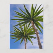 Palm Trees Card Briefkaart (Voorkant)