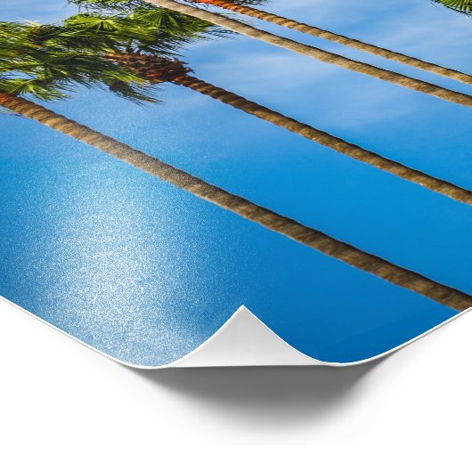 Palm Trees in San Diego, California Foto Afdruk (Hoek)