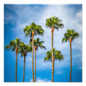 Palm Trees in San Diego, California Foto Afdruk (Voorkant)