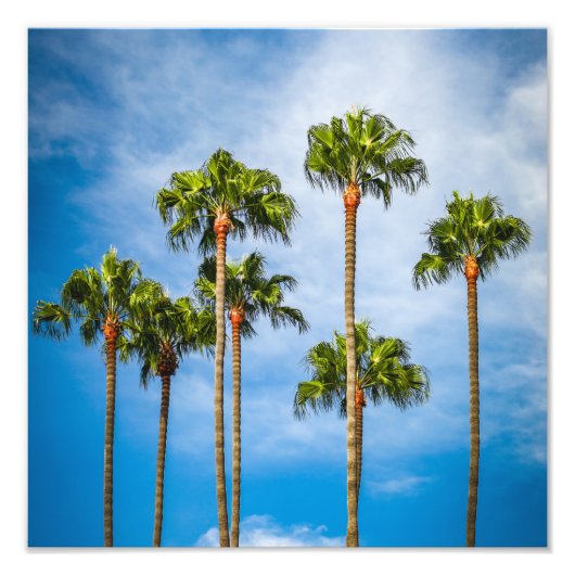 Palm Trees in San Diego, California Foto Afdruk (Voorkant)