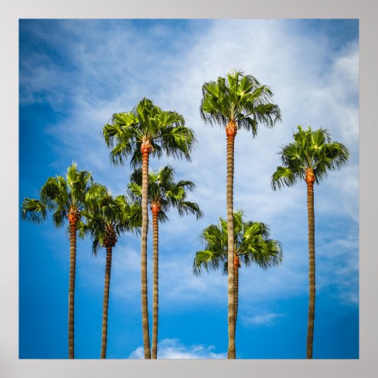 Palm Trees in San Diego, Californië Poster (Voorkant)