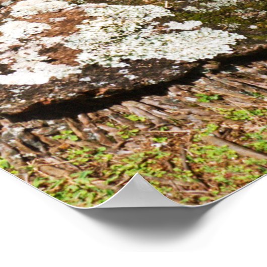 Palm Trees langs Hideaways Beach Poster (Hoek)