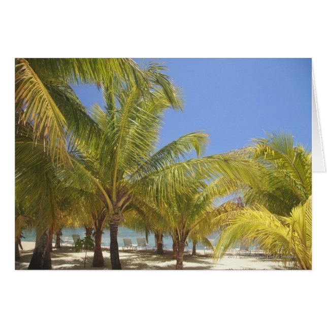 Palm Trees op een Honduras White Sand Beach (Voorkant Horizontaal)