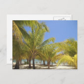 Palm Trees op een Honduras White Sand Beach Briefkaart (Voorkant / Achterkant)