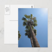 Palm Trees Post Card Briefkaart (Voorkant / Achterkant)