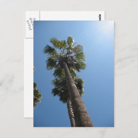 Palm Trees Post Card Briefkaart (Voorkant / Achterkant)