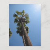 Palm Trees Post Card Briefkaart (Voorkant)
