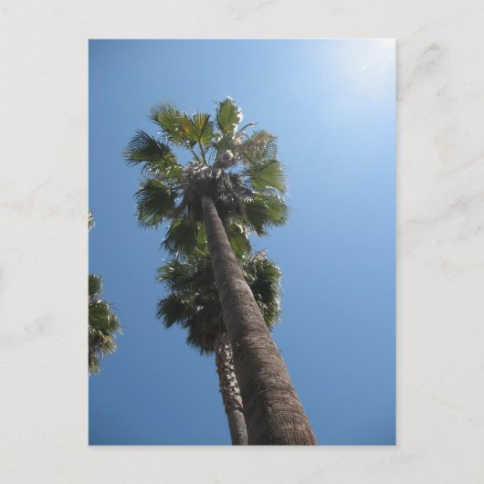 Palm Trees Post Card Briefkaart (Voorkant)