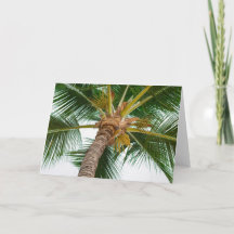 Palm van neer hieronder