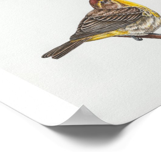 Palm Warbler Art Print (Hoek)