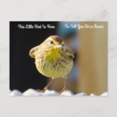 Palm Warbler - Bird New Address Post Kaart (Voorkant)