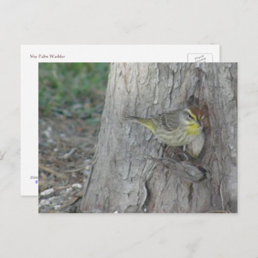 Palm Warbler Briefkaart (Voorkant / Achterkant)