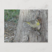 Palm Warbler Briefkaart (Voorkant)