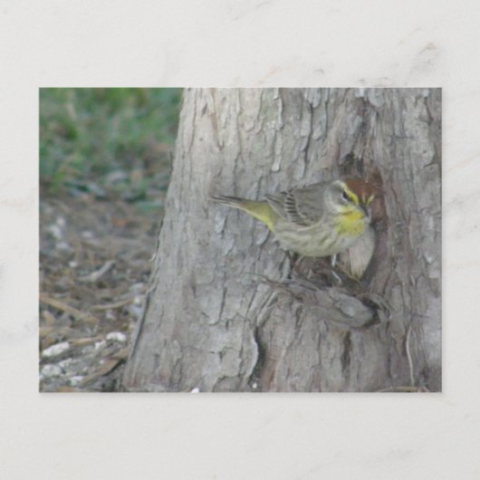 Palm Warbler Briefkaart (Voorkant)