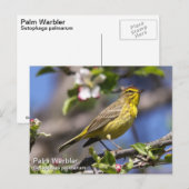 Palm Warbler Briefkaart (Voorkant / Achterkant)