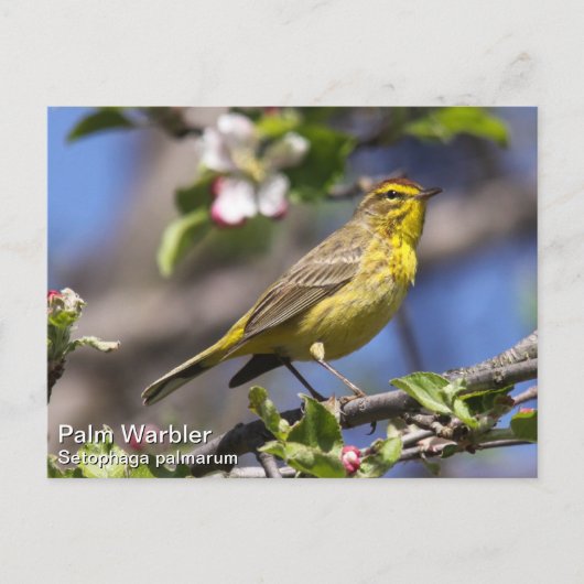 Palm Warbler Briefkaart (Voorkant)