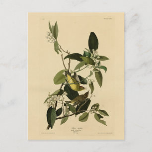 Palm Warbler uit Audubon's Birds of America Briefkaart