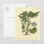 Palmated Violet Blue Illustration Briefkaart (Voorkant / Achterkant)