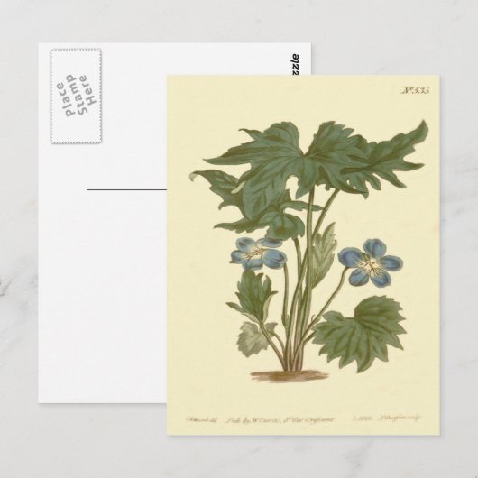 Palmated Violet Blue Illustration Briefkaart (Voorkant / Achterkant)