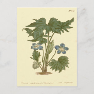Palmated Violet Blue Illustration Briefkaart