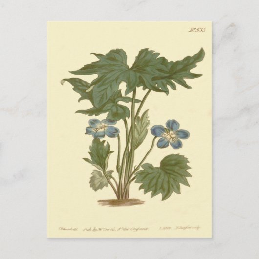 Palmated Violet Blue Illustration Briefkaart (Voorkant)