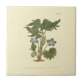 Palmated Violet Blue Illustration Tegeltje (Voorkant)