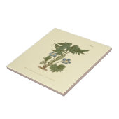 Palmated Violet Blue Illustration Tegeltje (Zijkant)